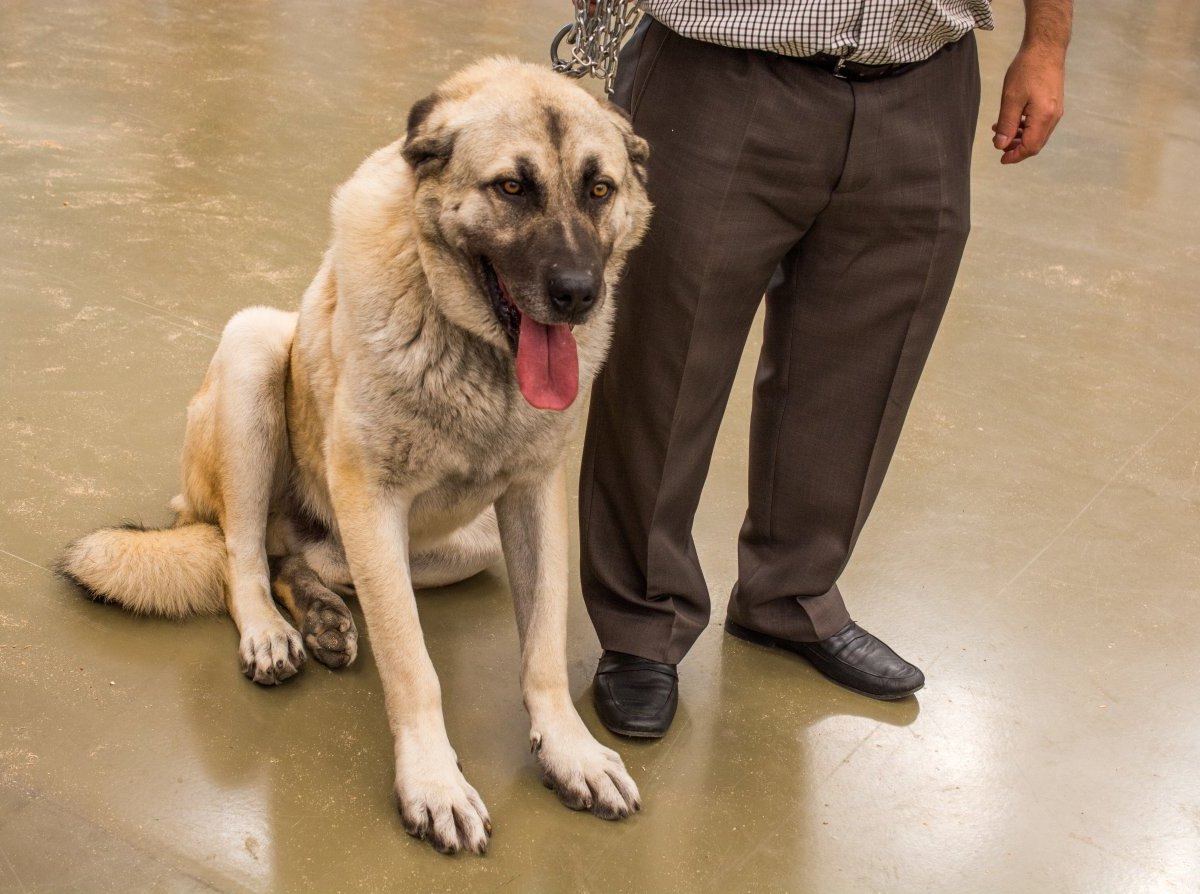 hund-kangal-tierheim-nürnberg.jpg