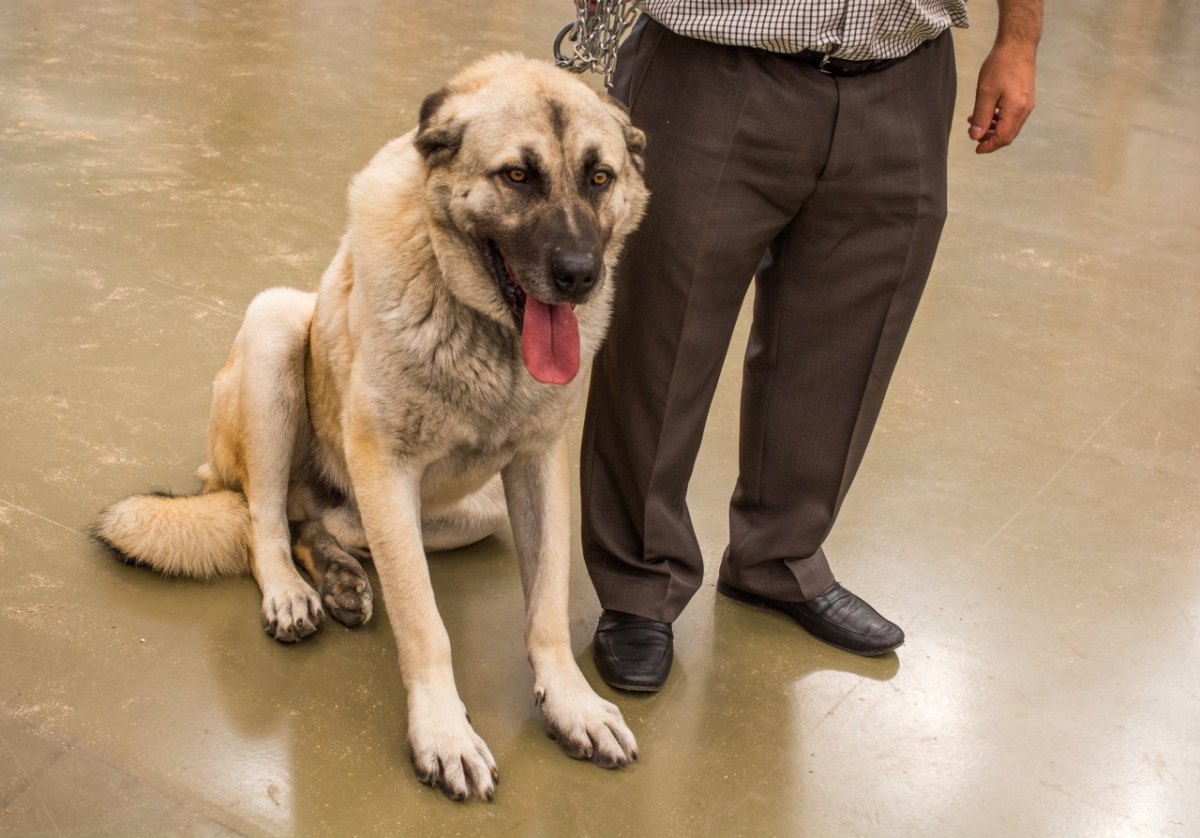 hund-kangal-tierheim-nürnberg.jpg