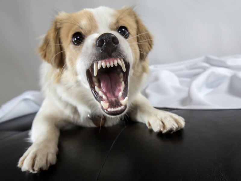 hund-klein.jpg