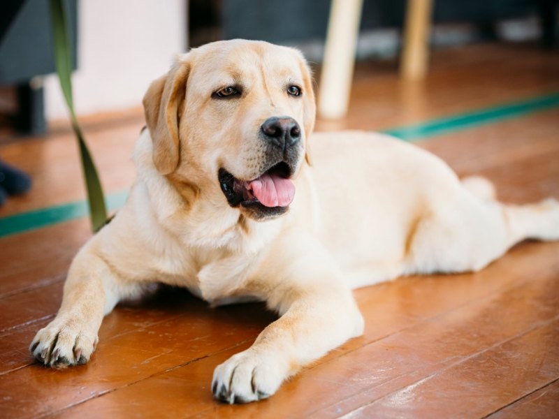 hund-labrador.jpg