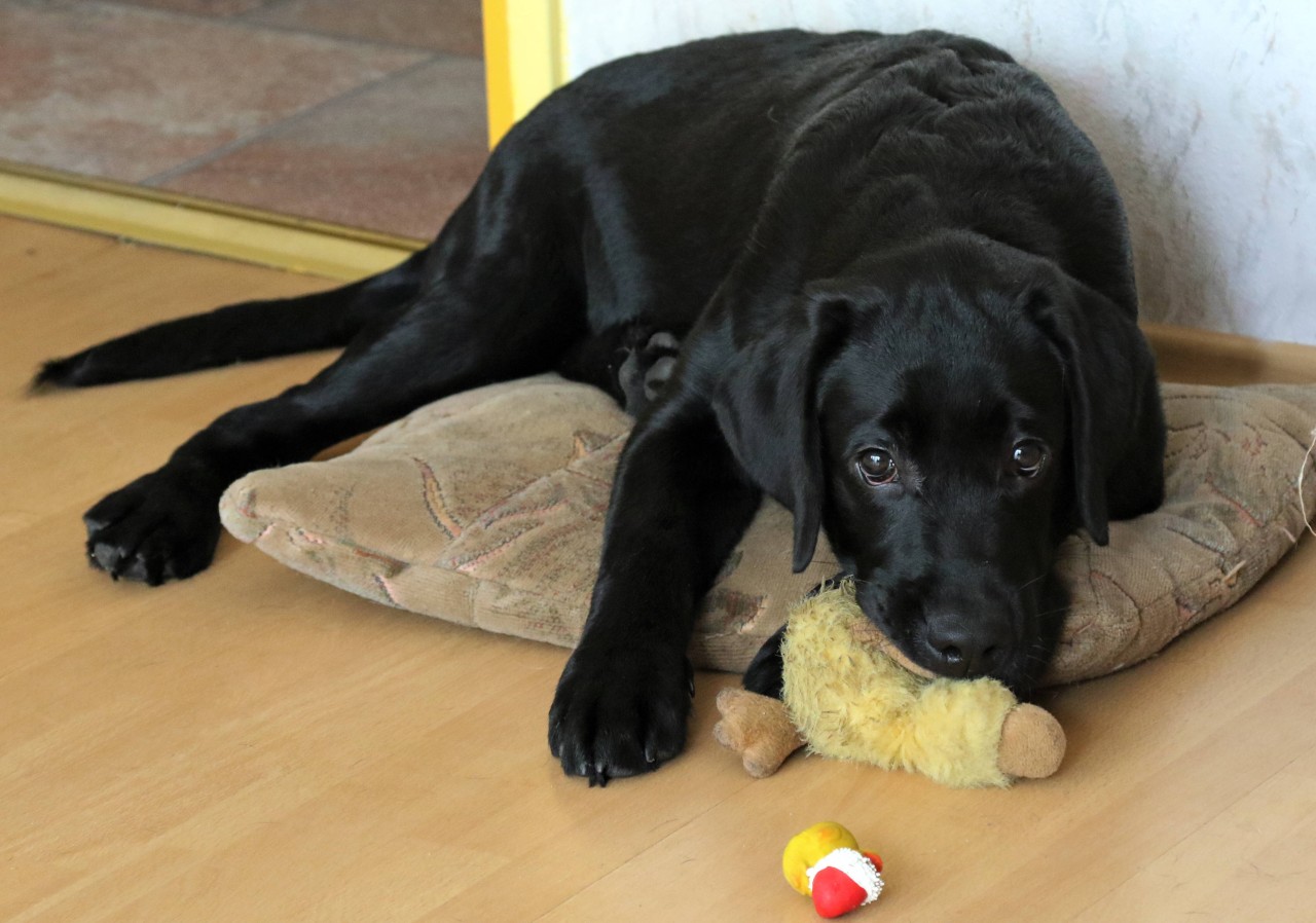 Hätte der Hund nur auf harmlosem Spielzeug wie diesem gekaut, hätte er sich eine Not-OP vermutlich erspart. (Symbolbild)