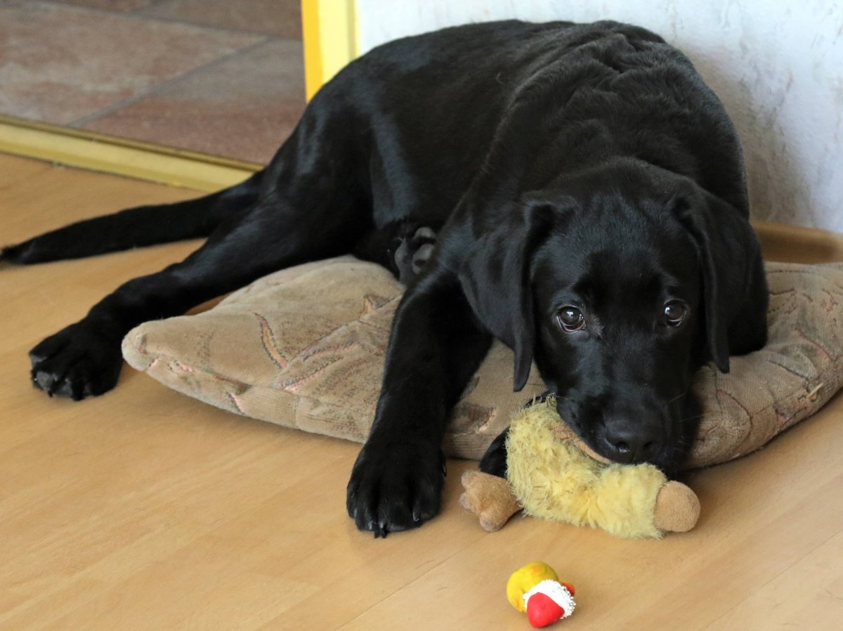 hund-labrador