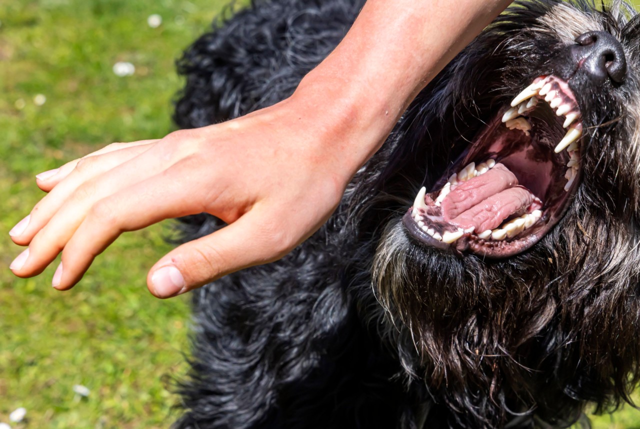 Als ein Fremder sein Frauchen belästigte, fackelte ein Hund nicht lange. (Symbolbild)