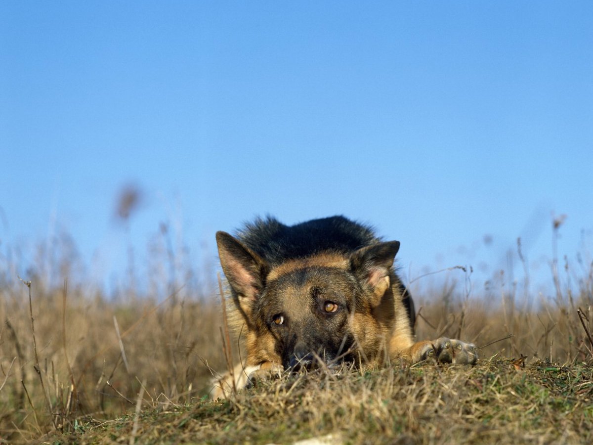 hund-schaeferhund-pfote.jpg