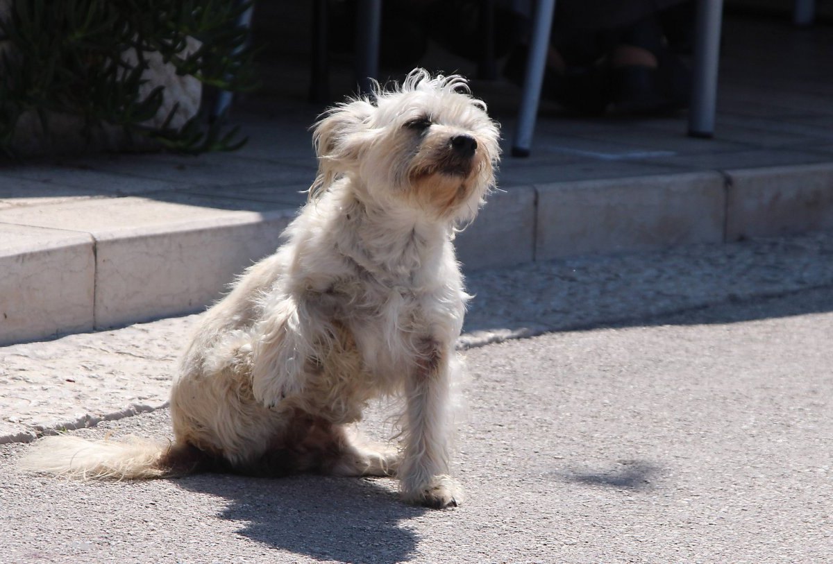 hund-straßenhund.jpg