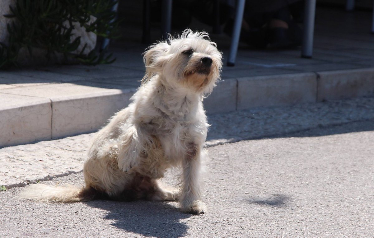 hund-straßenhund.jpg