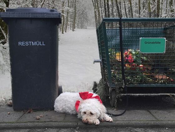 hund-tierheim.jpeg