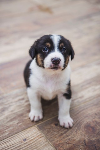 Ein kleiner Hund geriet in Russland in große Gefahr. Seine Mutter handelte sofort. (Symbolbild)