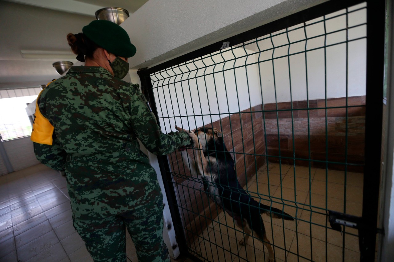 In Australien wurden mehrere Hunde erschossen. (Symbolbild)