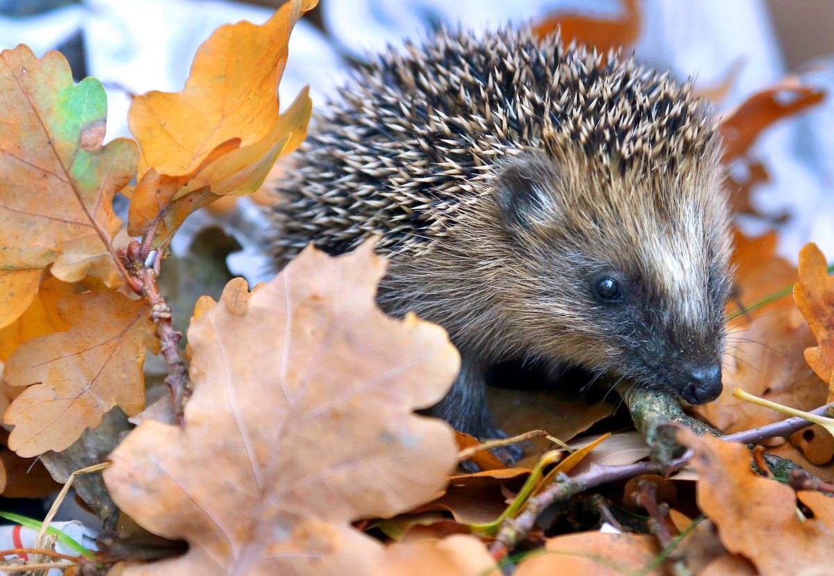 igel2.jpg