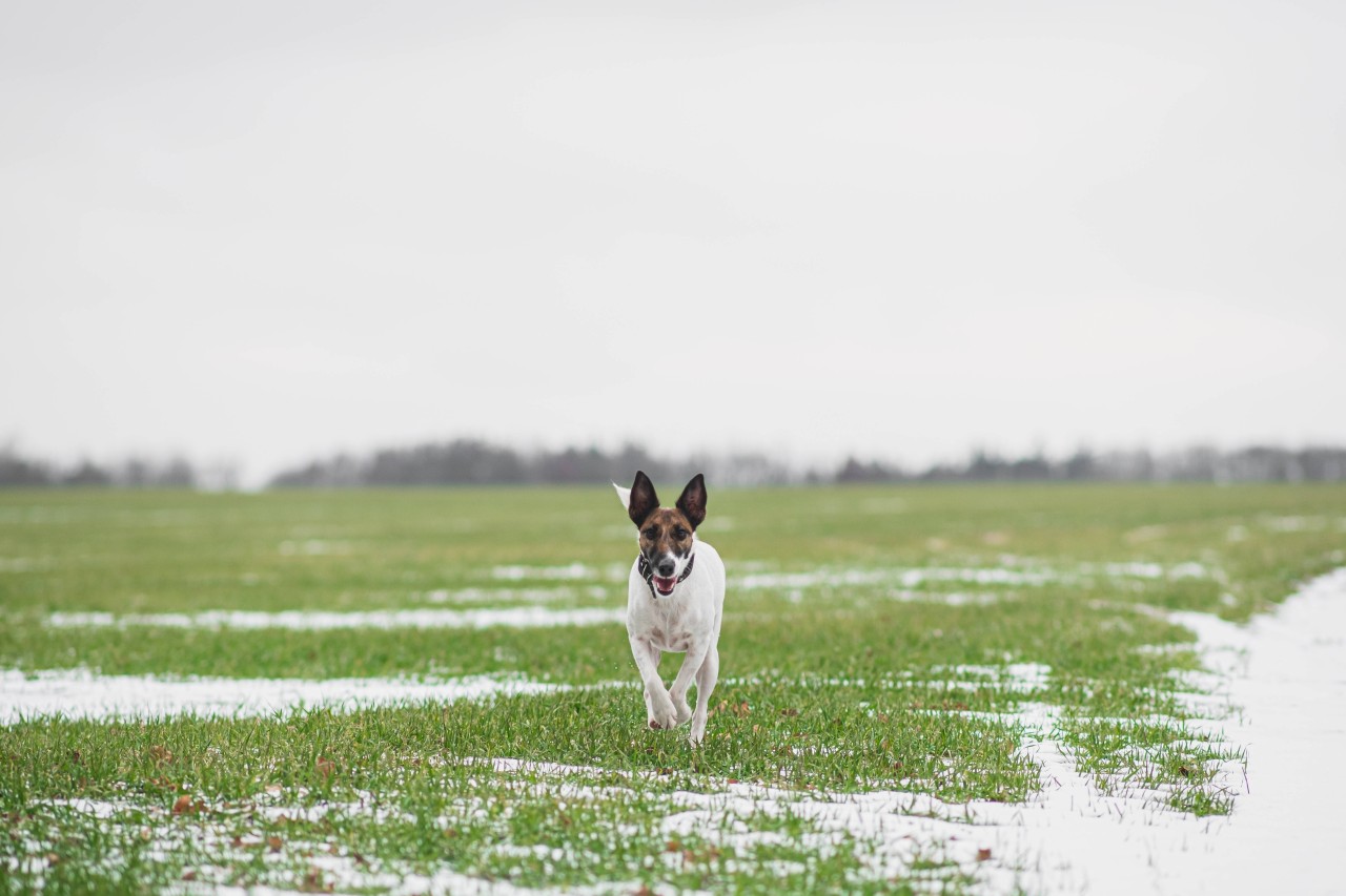 Ein Hund ist bei einem Spaziergang spurlos verschwunden. (Symbolbild)