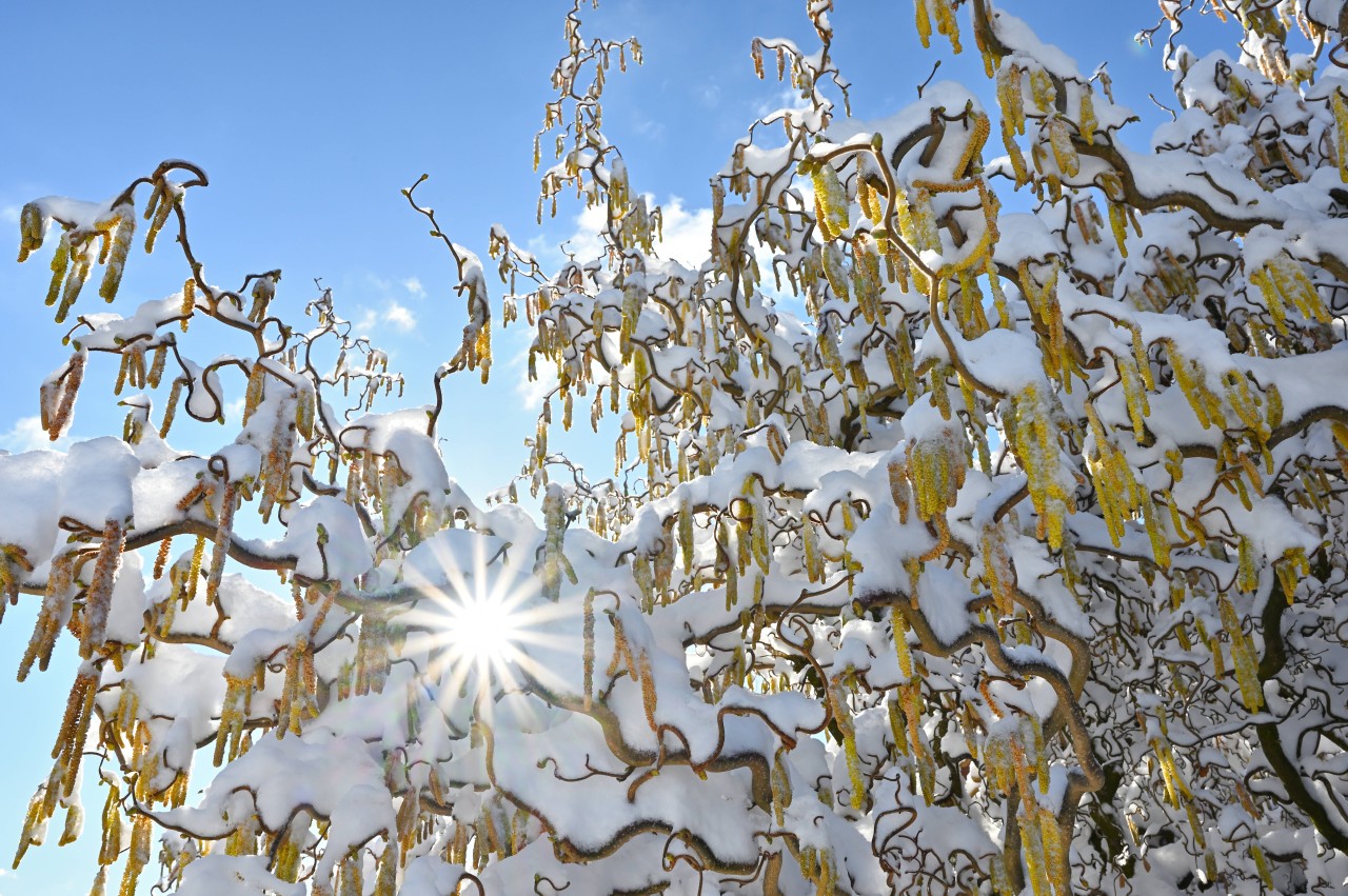 Wird Deutschland in diesem Jahr endlich wieder zu einem Winter Wunderland? (Symbolbild)