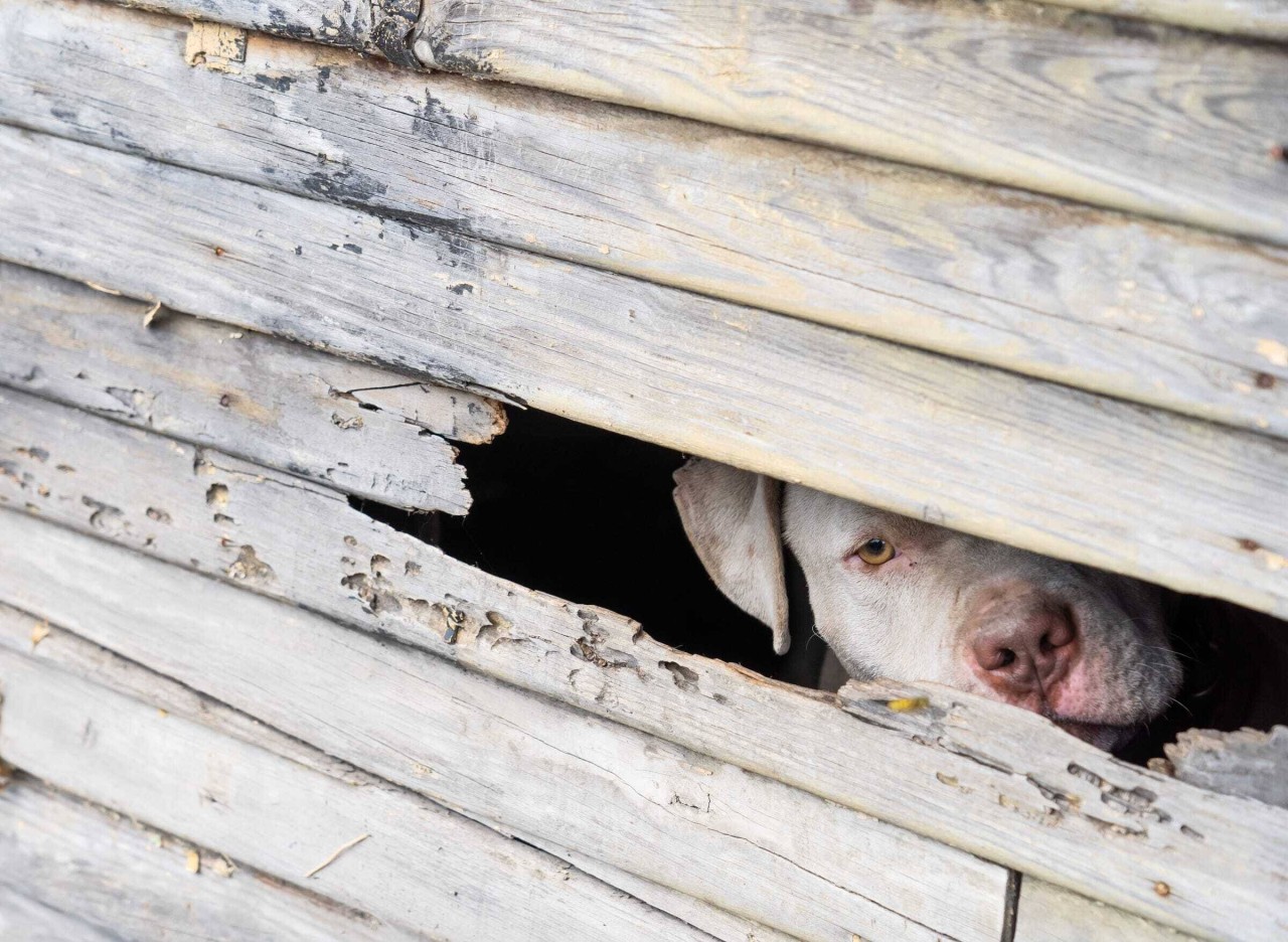 Hundehalterin wird von ihrem eigenen Vierbeiner attackiert. (Symbolbild)