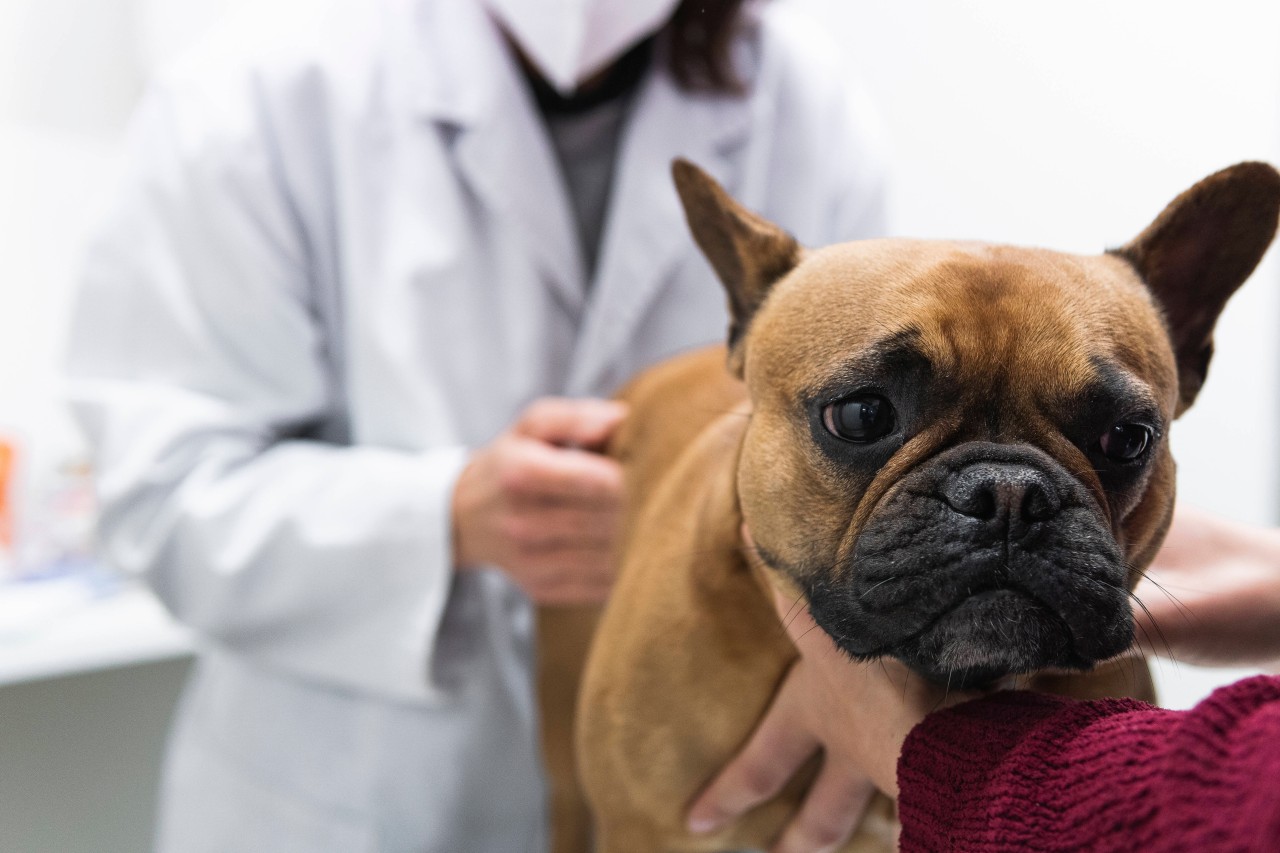 An der Ruhr in Mülheim verletzt sich ein Hund. Die Besitzerin beschwert sich jetzt im Netz. (Symbolbild)