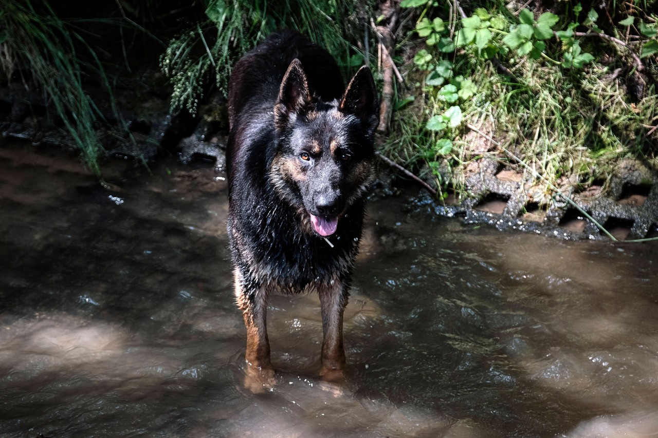 Unfassbar, was eine Frau einem Schäferhund antat. (Symbolbild)