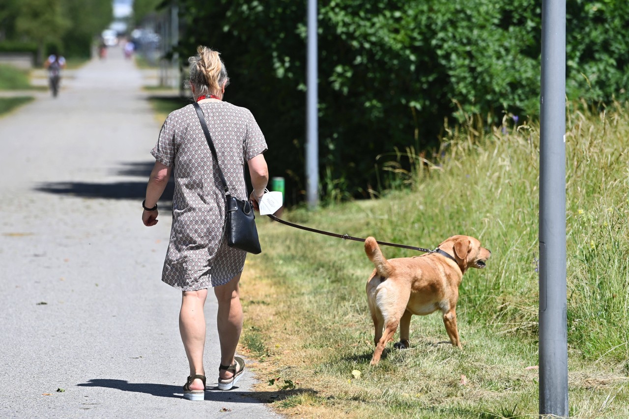 In Essen konnte die Halterin eines Hundes ihren Vierbeiner nur knapp vor einer Katastrophe schützen. (Symbolbild)