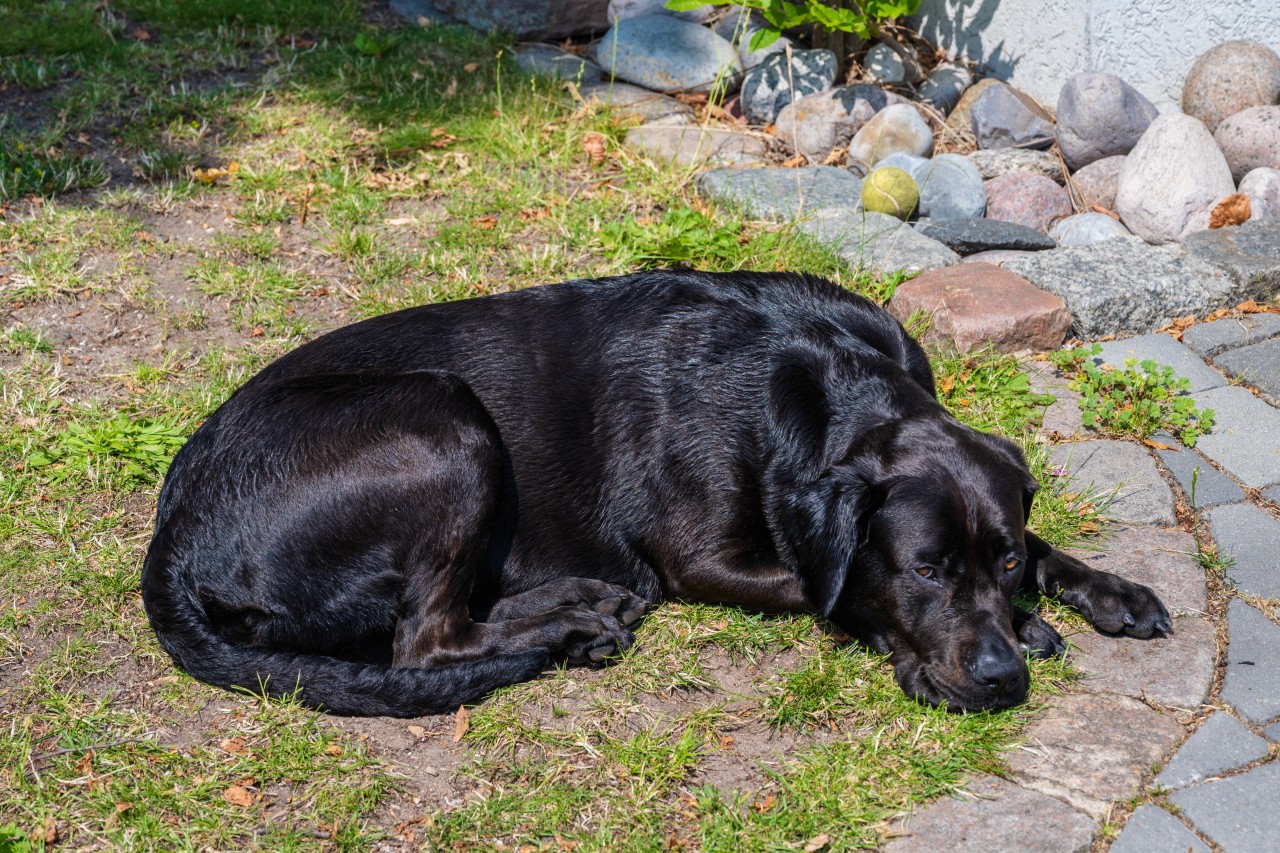 Statt im Garten herumzutollen, landete ein Hund aus New Jersey in den Fängen eines Raubtieres. (Symbolbild)