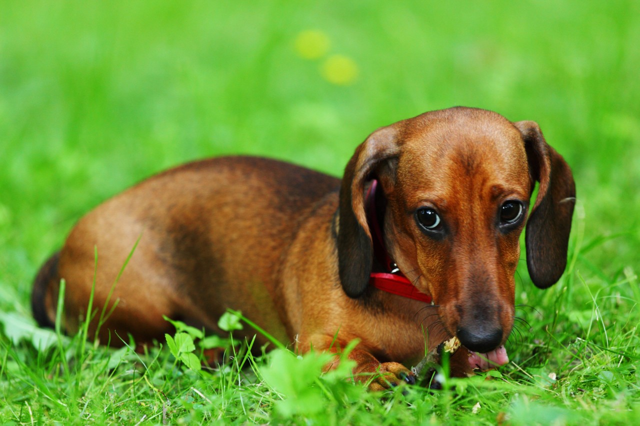 Als eine Frau ihren Hund filmt, passiert etwas Schockierendes. (Symbolfoto)