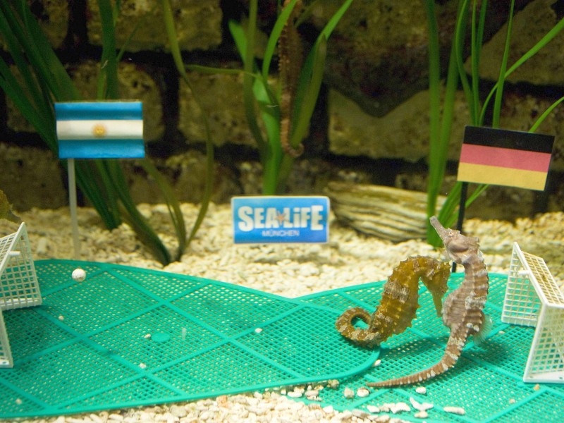 Vor jedem fußballerischen Großereignis kommen sie aus ihren Ecken gekrochen: Vermeintliche Orakel, die ganz genau wissen (wollen), wie die WM und die EM ausgehen. Im Münchner Sea Life waren diese Seepferdchen 2010 vor dem Viertelfinale Deutschland gegen Argentinien im WM Fieber. Ihre Prognose sollte sich als wahr herausstellen. Jogis Jungs gewannen 4 : 0.