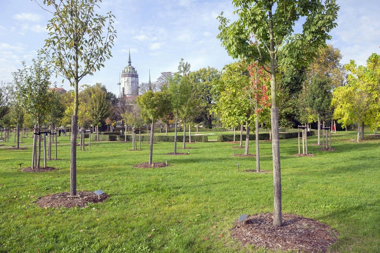 An einen Baum im Luthergarten hatte der Performance-Künstler seinen Penis genagelt (Archivfoto).