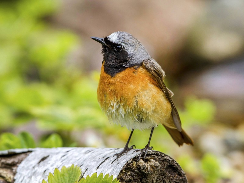 Der Gartenrotschwanz mit seiner markanten Gefiederzeichnung war „Vogel des Jahres“ 2011. Er ist übrigens nicht zu verwechseln mit dem Hausrotschwanz.