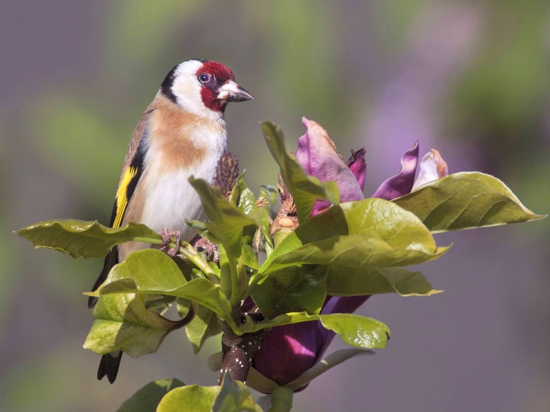 Im laufenden Jahr war der Stieglitz an der Reihe. Der Naturschutzbund Nabu kürte ihn zum „Vogel des Jahres“ 2016. Der bunt gefiederte Vogel wird auch Distelfink genannt.