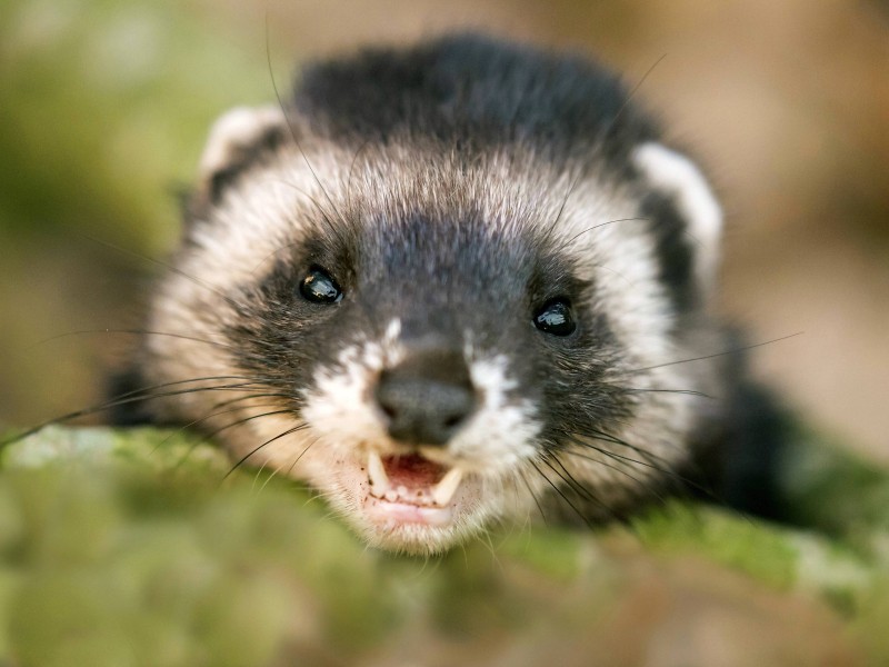 Können Tiere vielleicht doch lachen? Forscher streiten noch immer über diese Frage. 