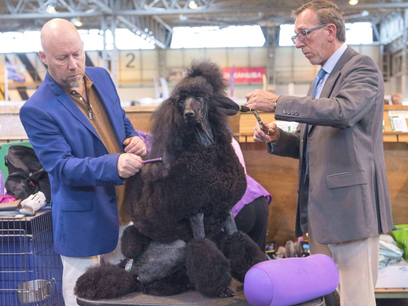 Andere Hundebesitzer nutzen die Zeit für den letzten Beauty-Feinschliff: Es wird gestriegelt, gekämmt...