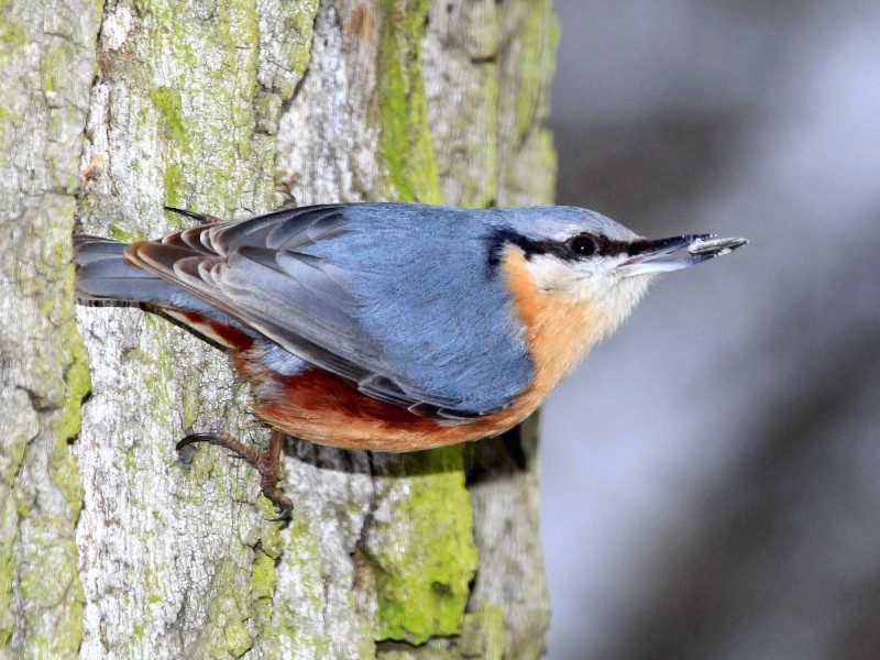 Der Kleiber kann kopfüber den Baum hinunterlaufen. Sieht halsbrecherisch aus, aber auch komisch. Der Kleiber war „Vogel des Jahres“ 2006.