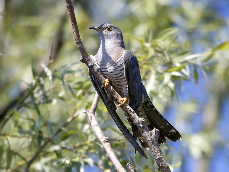 „Kuckuck“ ruft es immer seltener aus dem Wald. Der scheue Vogel zieht sich immer weiter zurück. Der Kuckuck war „Vogel des Jahres“ 2008.