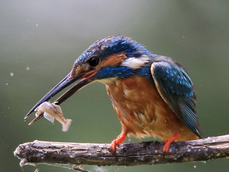 Sein buntes Gefieder macht ihn beliebt auch bei Nicht-Vogelkundlern. Im Sturzflug stößt er ins Wasser und schnappt mit seinem großen Schnabel Beutefische. Der Eisvogel war „Vogel des Jahres“ 2009.