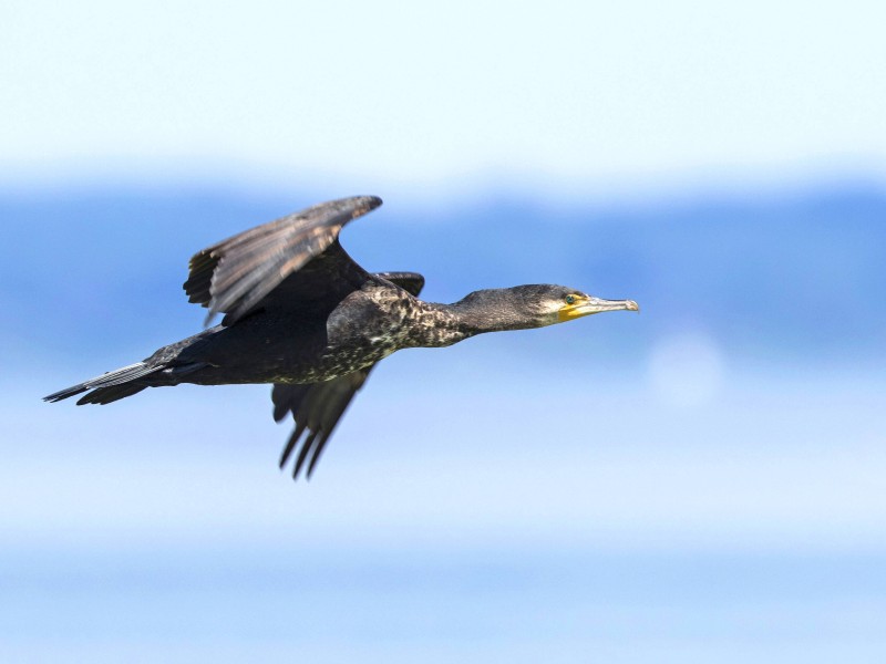 Der Kormoran ist bei vielen Anglern unbeliebt, weil er die Fische vor ihnen aus den Seen fischt. Trotzdem wurde er 2010 „Vogel des Jahres“. 