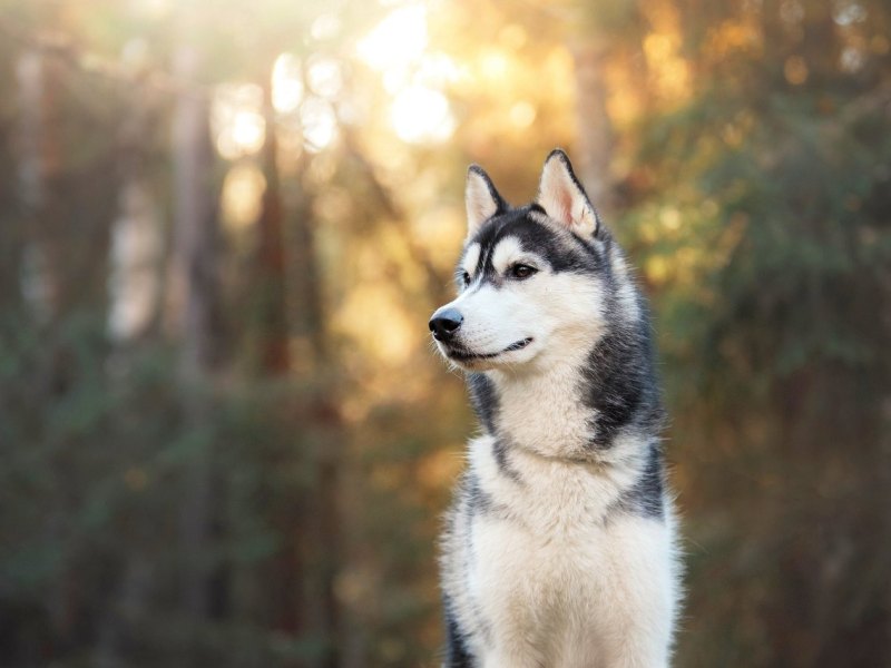 istock-619768992~c0022d8a-7547-4b0b-92fb-19c58f0c2549.jpg