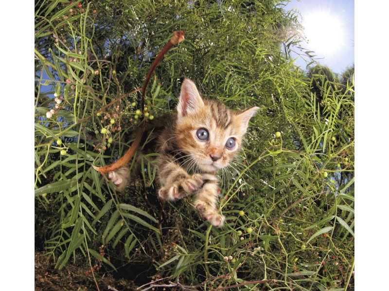 Mit faszinierenden Bewegungen springen Katzen beim Spielen oder auf der Jagd nach Mäusen durch die Luft und strecken ihre samtenen Pfötchen zielgerichtet aus: Der amerikanische Fotograf Seth Casteel hat im Augenblick des Sprungs den Auslöser gedrückt. Entstanden ist dabei seine Arbeit „Katzensprünge“, die jetzt auch als Kalender erschienen ist. Dieses flauschige Exemplar verschönert Besitzern den Monat Januar.