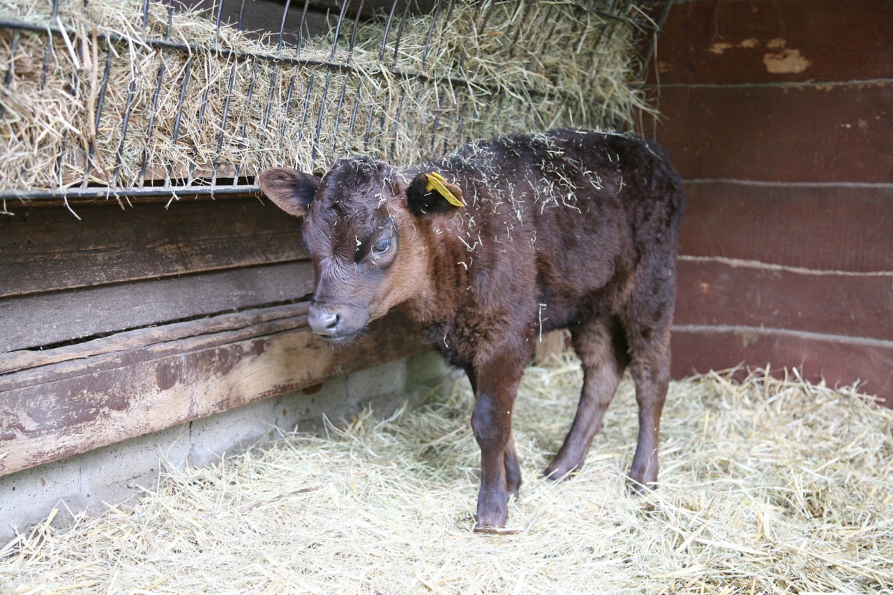 Tiergehege Kaisergarten in Oberthausen 