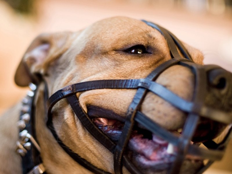 kampfhund.jpg