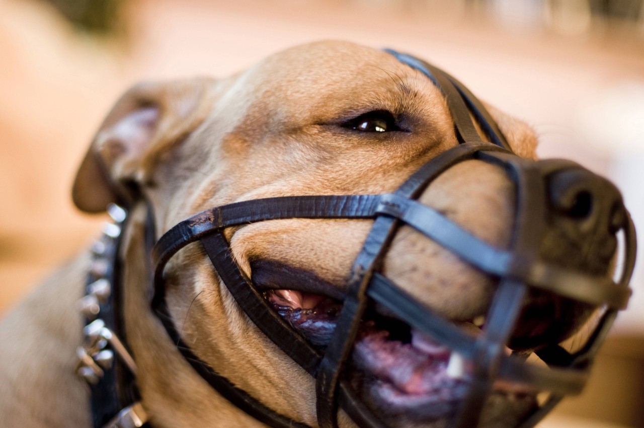 Ein Hund hat eine junge Frau getötet. (Symbolbild)