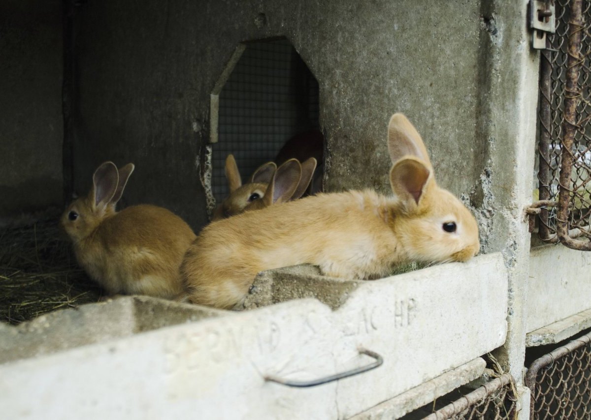 kaninchen-tierschutz-aktivistin.jpg