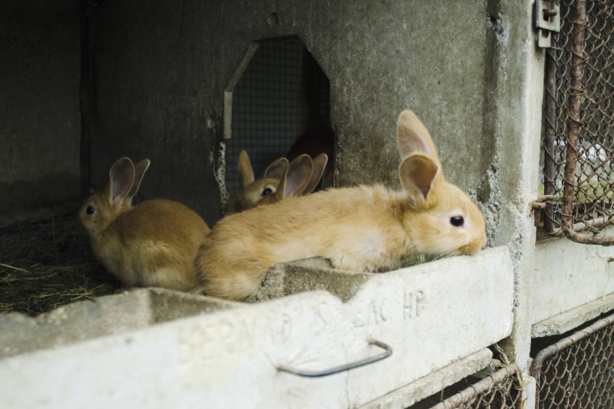 kaninchen-tierschutz-aktivistin.jpg