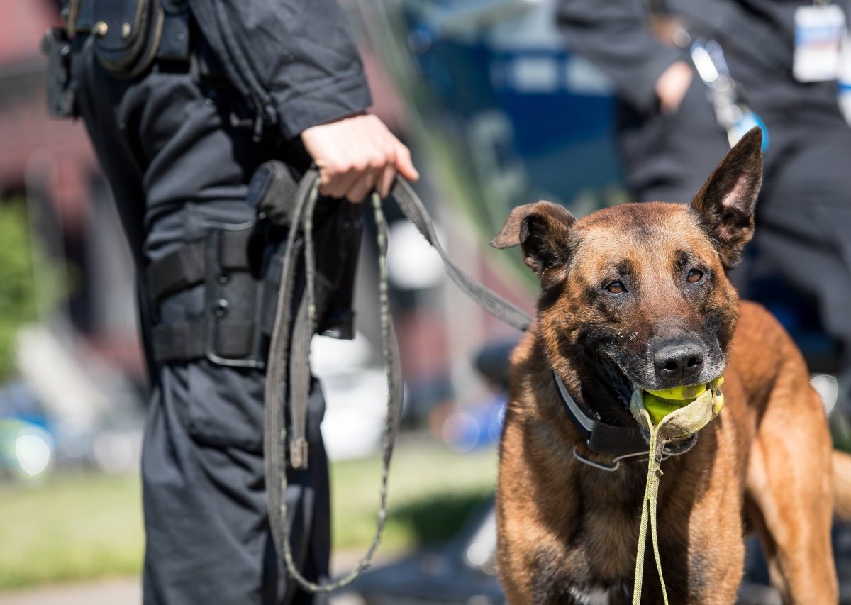 karlsruhe-polizeihund.jpg