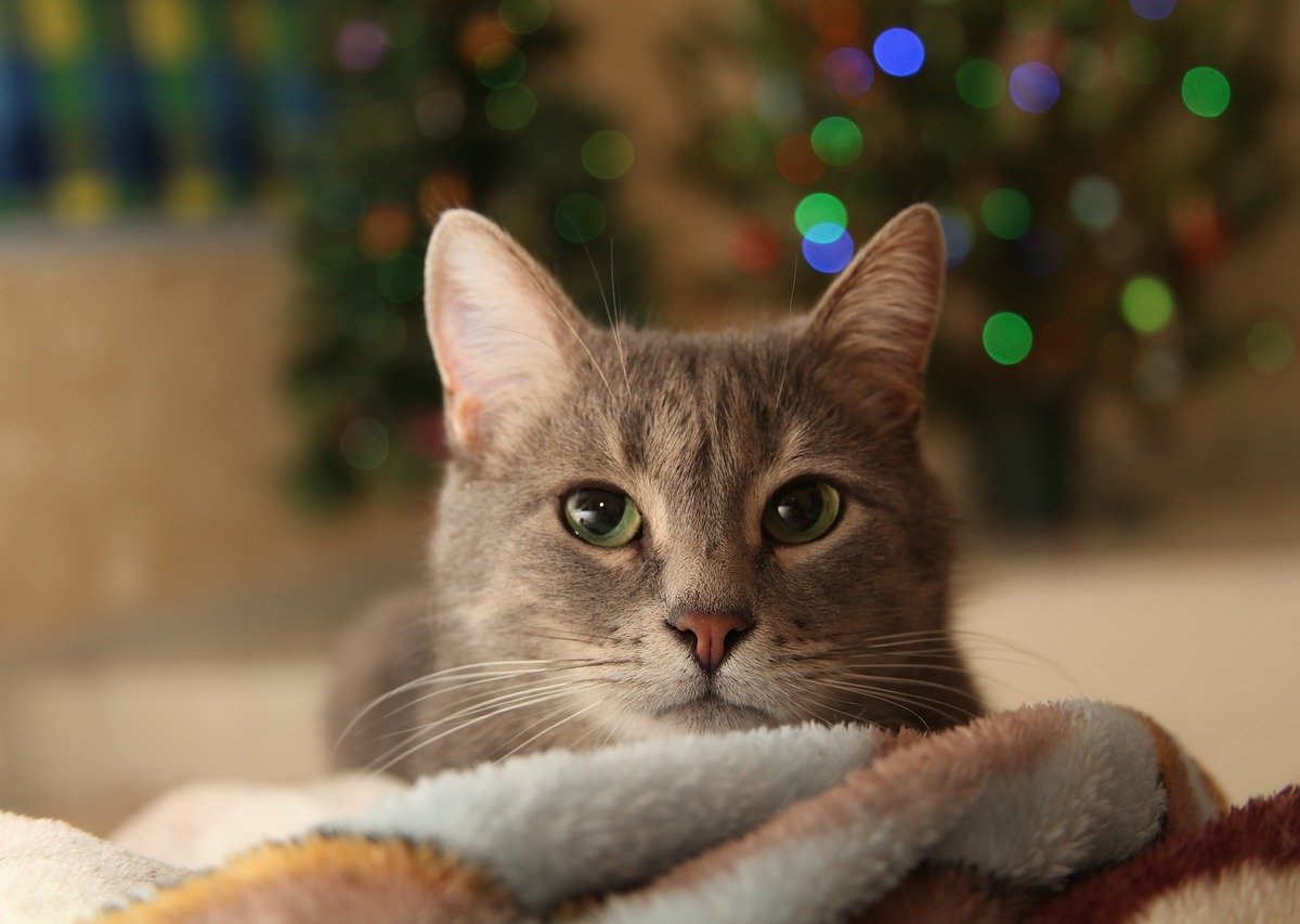 katze weihnachten silvester