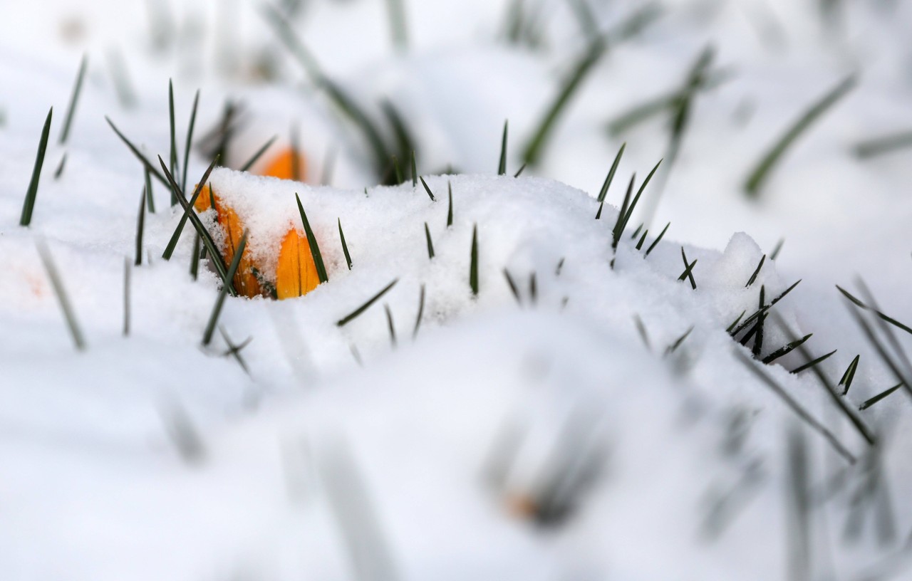 Krokusse sind derzeit wieder mit Schnee bedeckt. (Symbolbild)