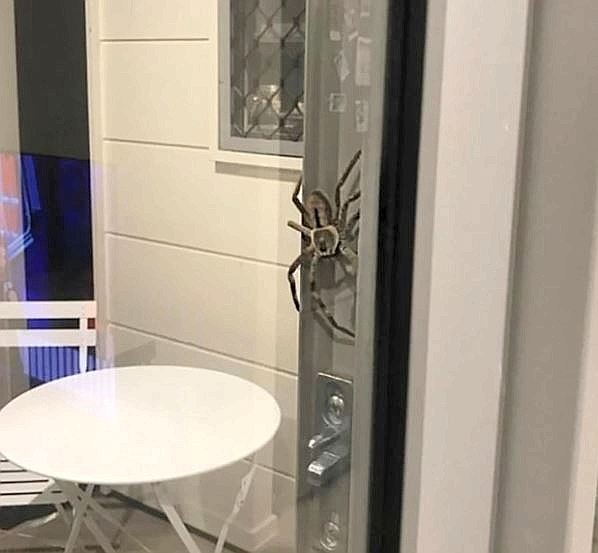 Aragog beim Bewachen der Gartentür von Lauren Ansell.