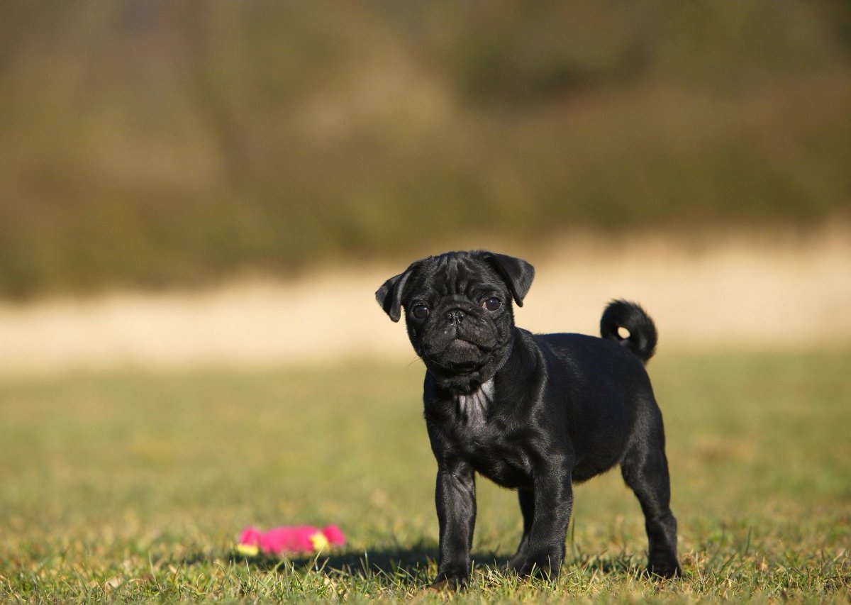 mops-süß-schwarz-steht-rum.jpg