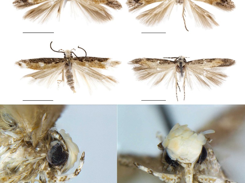 So manches Tierchen trägt einen berühmten Namen. Hier ein paar illustre Beispiele für freiwillige und unfreiwillige Namensgeber. Die Motte Neopalpa donaldtrumpi etwa. So nannte der kanadische Insektenforscher Vazrick Nazari die von ihm entdeckte Mottenart. Gelblich-weiße Schuppen auf dem Kopf der Motte erinnerten den Biologen an Donald Trumps Frisur. 