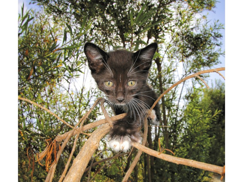 Kurz vor dem Sprung sieht man diese Katze auf der Seite für November. 