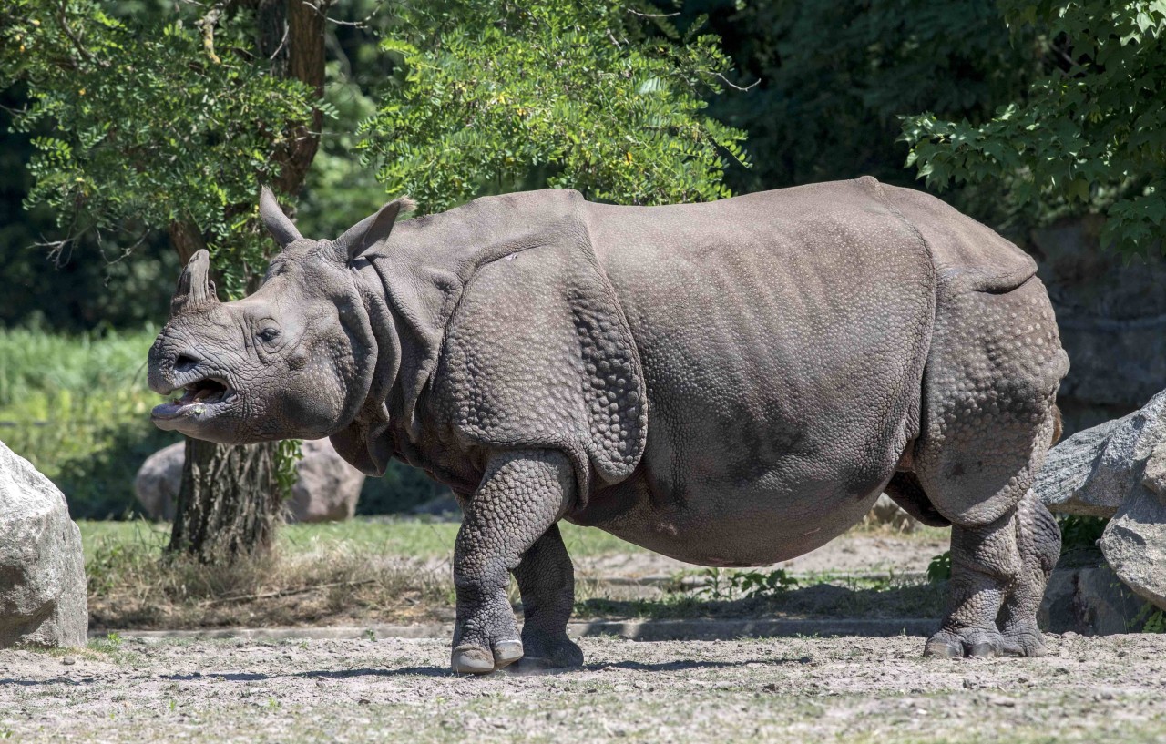 Große Lust aufs Hinlegen hat Panzernashorn Rapti eher nicht. (Symbolbild)