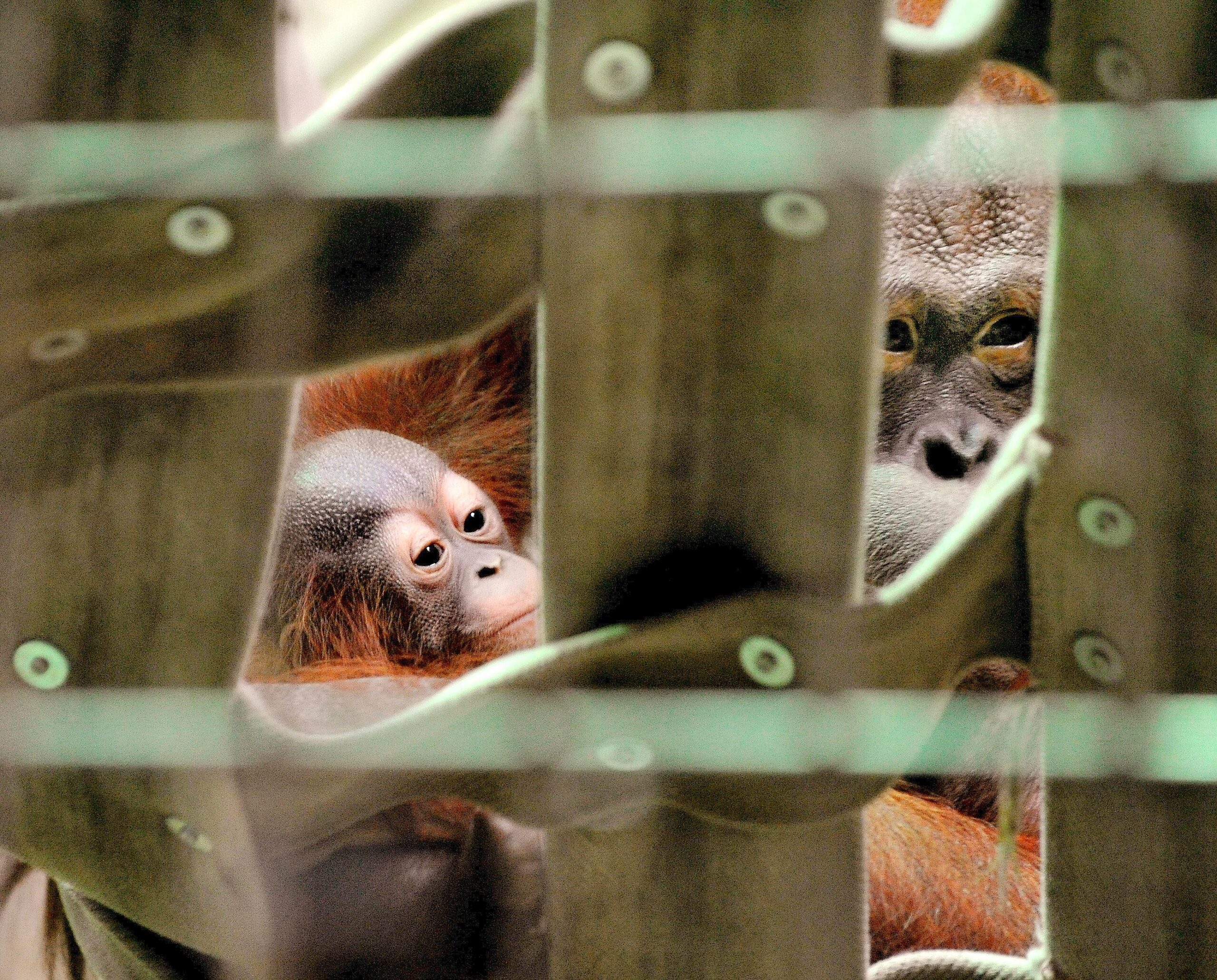 Orang-Utan-Dame Amatis hat vor ein paar Monaten ...