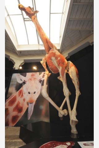 ...wie diese Giraffe...