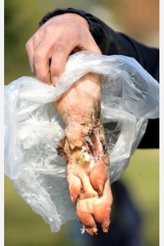 Mit einer Schweinepfote führte die Polizei vor, welchen Schaden Böller anrichten, wenn sie in der Hand detonieren.